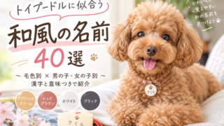 トイプードルの和風の名前40選｜毛色別・男の子・女の子別に意味つきで紹介 