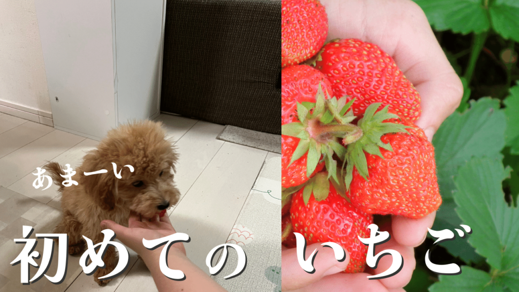 いちごを食べちゃった！狂気して愛犬は食べたけど大丈夫？！