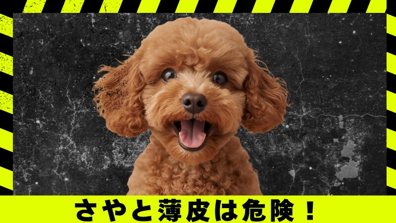 さやと薄皮は危険を伝えるアイキャッチ画像