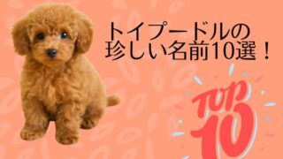 トイプードルの珍しい名前10選！周りと差がつくおしゃれネーミング集 
