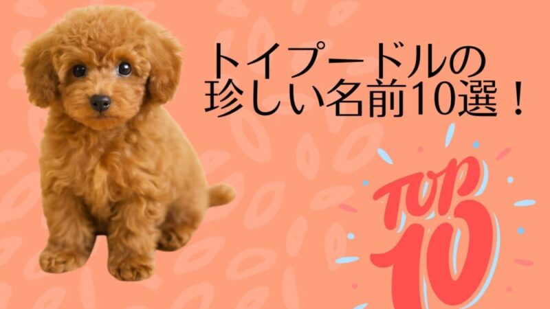 トイプードルの珍しい名前10選！周りと差がつくおしゃれネーミング集 