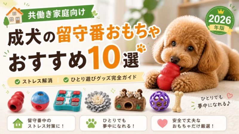 【共働き家庭向け】成犬の留守番おもちゃ おすすめ10選｜ストレス解消・ひとり遊びグッズ完全ガイド2026