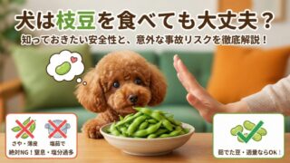 犬が枝豆を食べたけど大丈夫？さやの誤食リスクと正しい与え方 