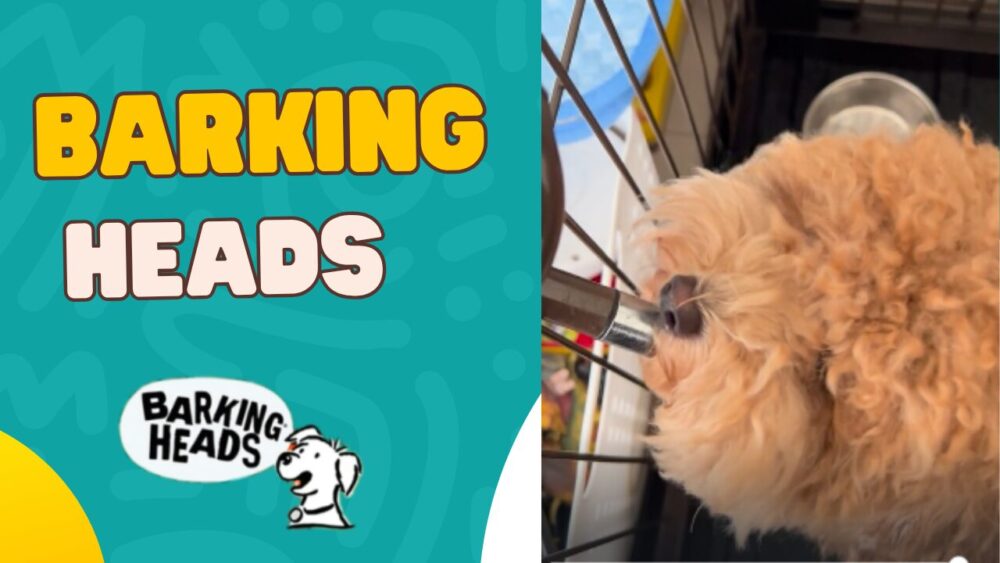 【レビュー】BARKING HEADS（バーキングヘッズ）のファット ドッグ スリム チキンを試した私の感想